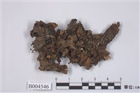 藏品(牛皮葉屬)的圖片